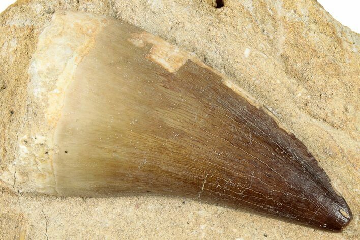 Huge, Fossil Mosasaur (Prognathodon) Tooth - Morocco #270443